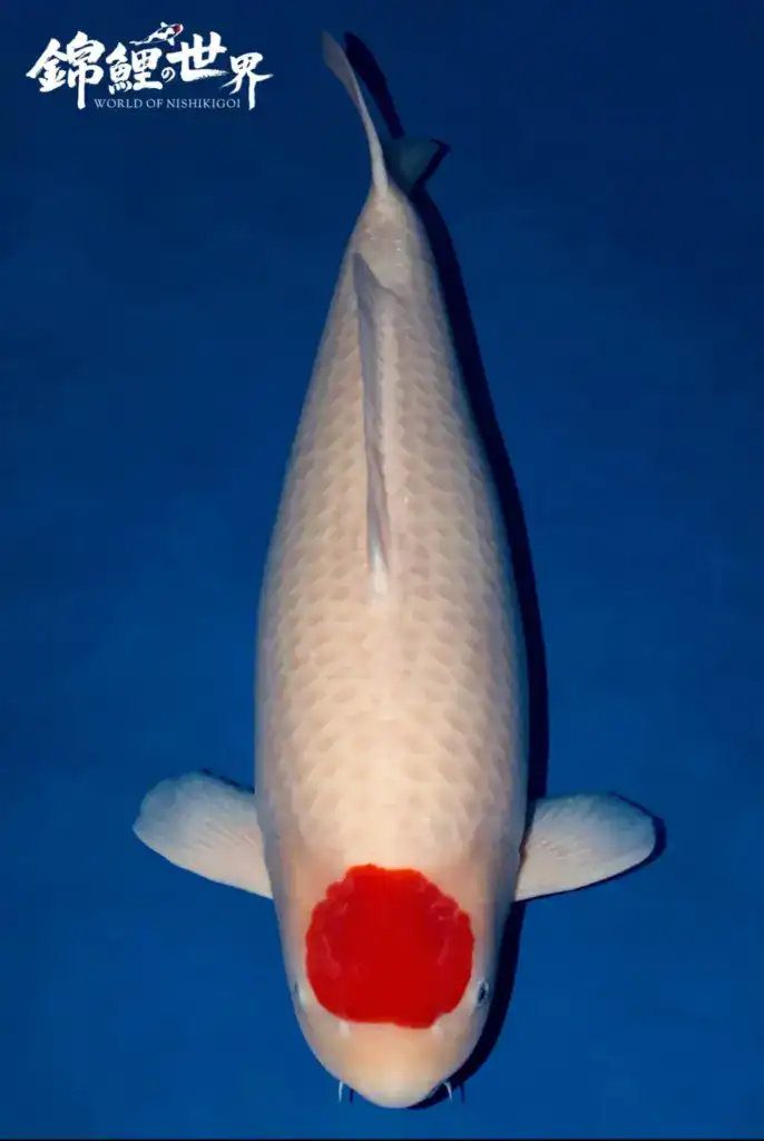 k.o.i friendship award