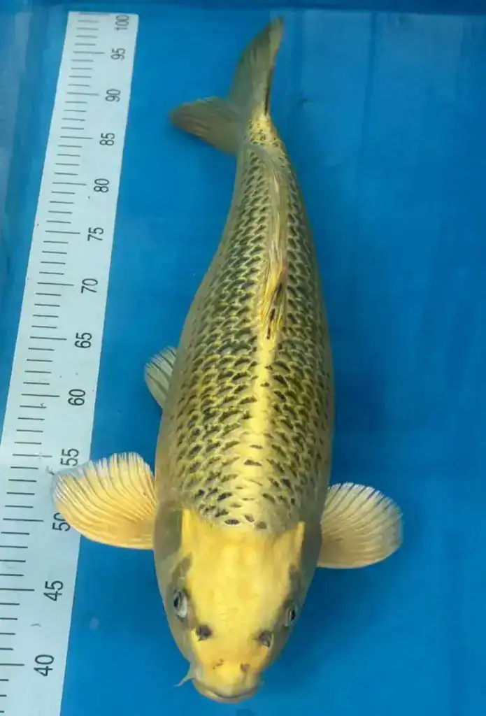 kiyomizu friendship award